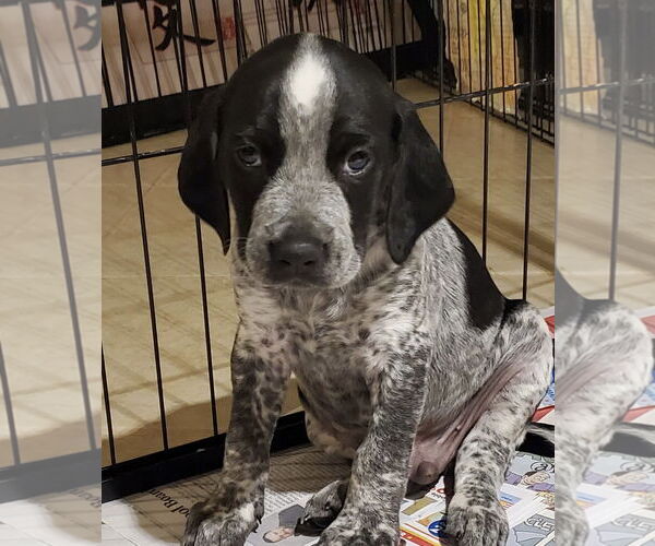 Medium Photo #1 Beagle-Spaniel Mix Puppy For Sale in Pottstown, PA, USA