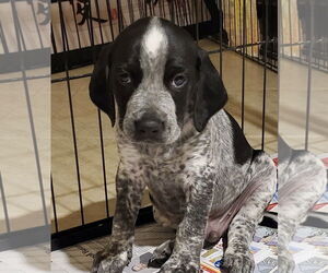 Beagle-Spaniel Mix Dogs for adoption in Pottstown, PA, USA