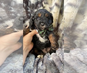 Cavapoo Puppy for sale in CAMPBELLSVILLE, KY, USA