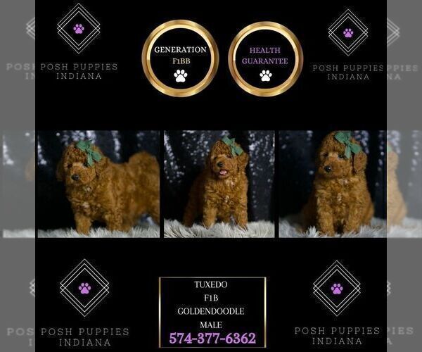 Medium Photo #92 Goldendoodle (Miniature) Puppy For Sale in WARSAW, IN, USA