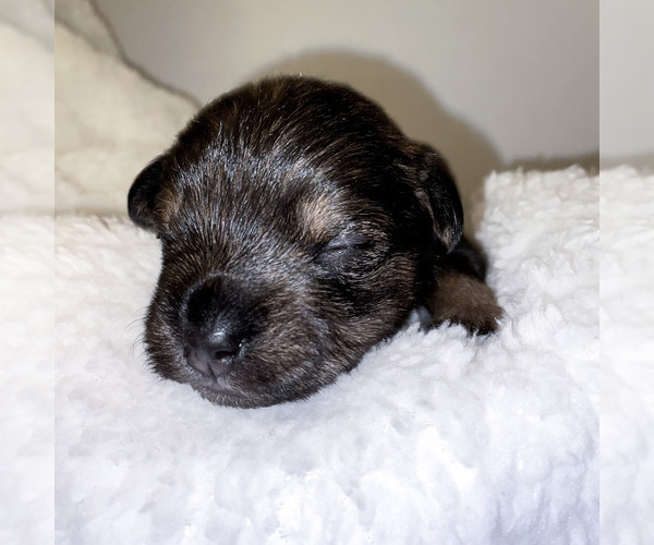 Medium Photo #5 Schnoodle (Miniature) Puppy For Sale in AURORA, CO, USA