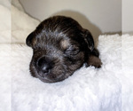 Small Photo #5 Schnoodle (Miniature) Puppy For Sale in AURORA, CO, USA