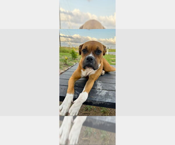 Medium Photo #1 Boxer Puppy For Sale in Austin, TX, USA