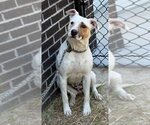 Small #2 Mutt