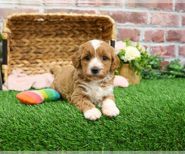 Medium Photo #12 Goldendoodle mix (+ Poodle Miniature) Puppy For Sale in SYRACUSE, IN, USA