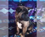 Small Photo #16 Akita Puppy For Sale in LIVINGSTON, MT, USA