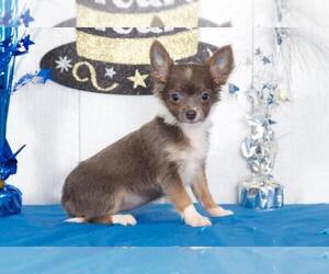 Chihuahua Puppy for sale in BEL AIR, MD, USA