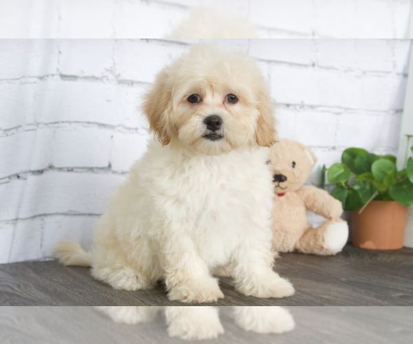 Medium Photo #2 ShihPoo Puppy For Sale in RED LION, PA, USA