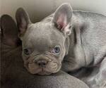 Puppy Hotdog French Bulldog