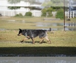 Small #2 Australian Cattle Dog