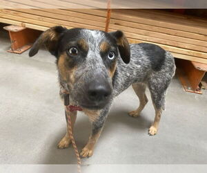 Mutt Dogs for adoption in Cave Creek, AZ, USA