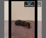 Small Photo #3 Yorkshire Terrier Puppy For Sale in TUCSON, AZ, USA