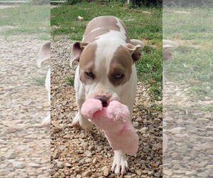 American Staffordshire Terrier Dogs for adoption in Stover, MO, USA