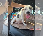 Small #1 Mutt