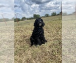 Small Photo #4 Labradoodle Puppy For Sale in HARRAH, OK, USA