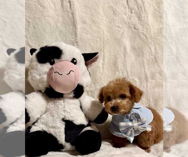 Medium Photo #2 Poodle (Toy) Puppy For Sale in REDLANDS, CA, USA