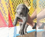 Puppy Moose Weimaraner