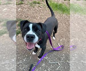 American Pit Bull Terrier Dogs for adoption in Waterford, VA, USA