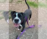 Small American Pit Bull Terrier