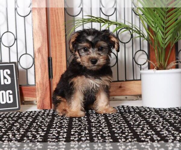 Medium Photo #2 Yo-Chon Puppy For Sale in NAPLES, FL, USA