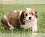 Small #2 Cavapoo