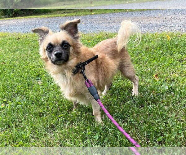 Medium Photo #3 Cairanian Puppy For Sale in Lewistown, PA, USA