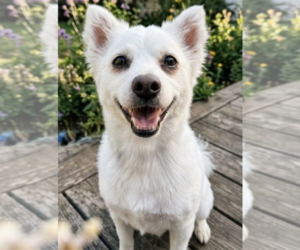 Medium Photo #1 American Eskimo Dog-Unknown Mix Puppy For Sale in Newport Beach, CA, USA