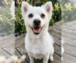 Small American Eskimo Dog Mix