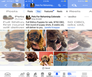 Shih Tzu Puppy for sale in PARKER, CO, USA