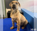 Small Australian Shepherd Mix
