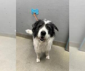 Old English Sheepdog-Unknown Mix Dogs for adoption in Las Vegas, NV, USA