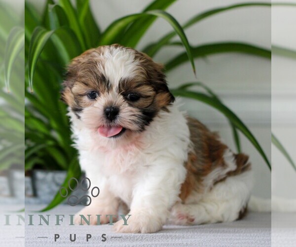 Medium Photo #4 Shih Tzu Puppy For Sale in GORDONVILLE, PA, USA