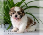 Small #3 Shih Tzu