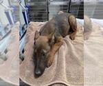Small German Shepherd Dog