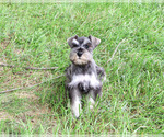 Winter - Female Schnauzer (Miniature) Puppy for Sale - Photo #6