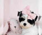 Small Photo #11 Morkie Puppy For Sale in PEMBROKE PINES, FL, USA