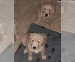 Small Photo #3 Golden Retriever Puppy For Sale in MOSES LAKE, WA, USA