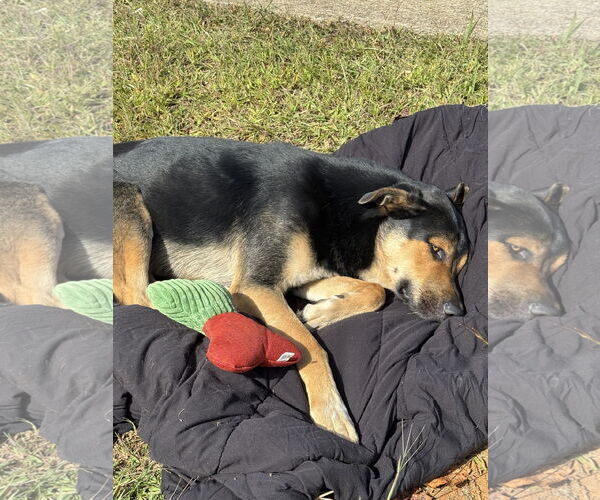 Medium Photo #3 German Shepherd Dog-Unknown Mix Puppy For Sale in Holly Springs, NC, USA