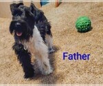 Small Photo #1 Schnauzer (Miniature) Puppy For Sale in ENID, OK, USA