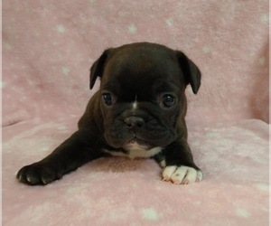 French Bulldog Puppy for sale in JOHNS ISLAND, SC, USA