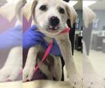 Small German Shepherd Dog Mix