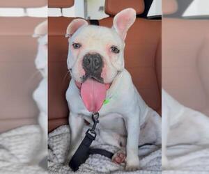 CHARLIE - Male Bulldog-Unknown Mix Dog for Adoption - Photo #4