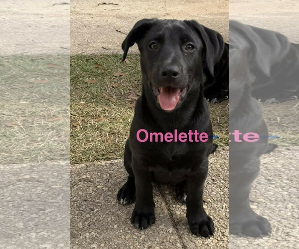 Medium Photo #3 Labrador Retriever-Unknown Mix Puppy For Sale in SHERBURNE, NY, USA