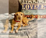 Small #5 Chiweenie