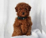 Small #6 Goldendoodle-Poodle (Standard) Mix