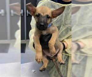 German Shepherd Dog-Unknown Mix Dogs for adoption in Visalia, CA, USA