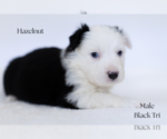 Small #1 Miniature Australian Shepherd