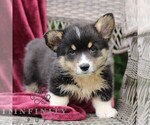 Small #1 Pembroke Welsh Corgi
