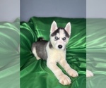 Small #2 Siberian Husky