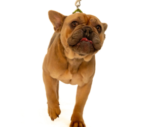 French Bulldog Dogs for adoption in Brooklyn Center, MN, USA